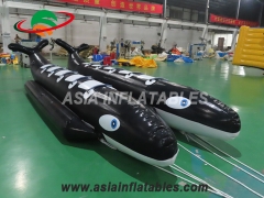 Whale Ride 6 Passengers